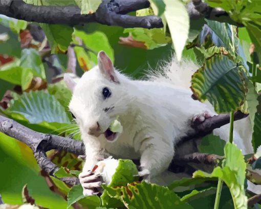 Albino Squirrel Paint By Numbers
