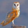 Barn Owl Bird Wing Paint By Numbers