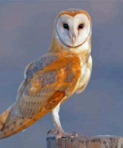 Barn Owl Bird Wing Paint By Numbers