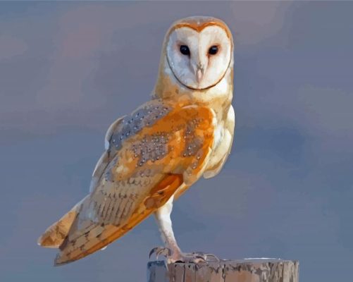 Barn Owl Bird Wing Paint By Numbers