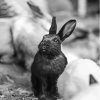 Black And White Bunny Paint By Numbers
