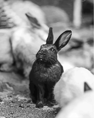 Black And White Bunny Paint By Numbers