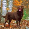 Chocolate Lab Pet Paint By Numbers