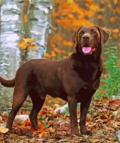 Chocolate Lab Pet Paint By Numbers