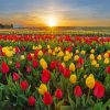 Colorful Tulips In Field Paint By Numbers