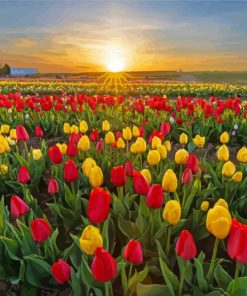 Colorful Tulips In Field Paint By Numbers