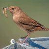 Cool California Wren Paint By Numbers