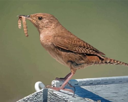 Cool California Wren Paint By Numbers