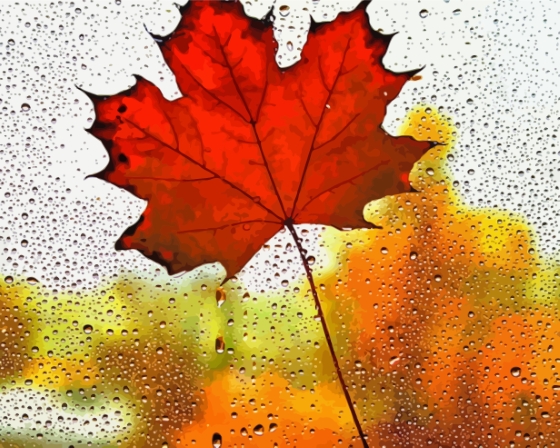 Maple In The Rain Paint By Numbers