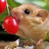 Dormouse Eating Berries Paint By Numbers