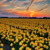 Field Of Daffodils At Sunset Paint By Numbers