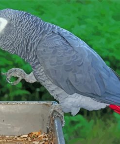 Grey African Parrot Bird Paint By Numbers