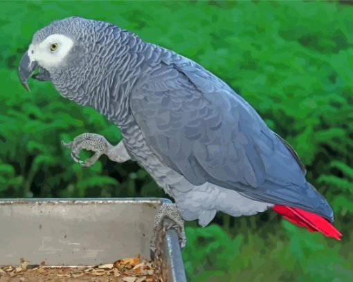 Grey African Parrot Bird Paint By Numbers