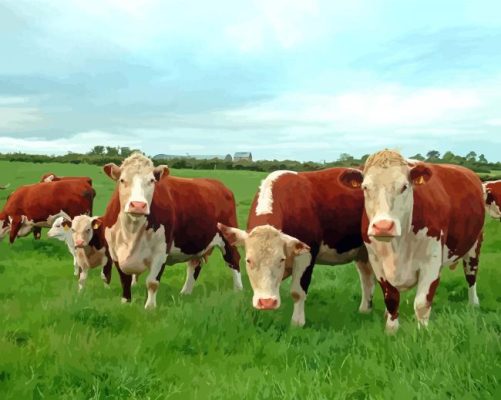 Hereford Cow Paint By Numbers