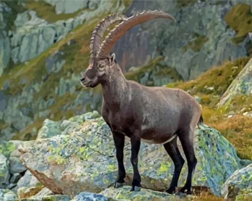 Ibex Animal Paint By Numbers