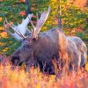 Moose Wildlife Animal Paint By Numbers