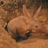 Native African Aardvark Paint By Numbers