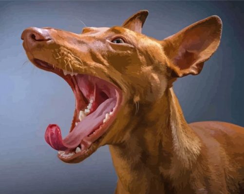 Pharaoh Hound With Open Mouth Paint By Numbers