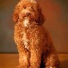 Red Chocolate Labradoodle Paint By Numbers