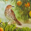 Thrasher Bird In Peach Tree Paint By Numbers