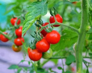 Tomatoes Plant Paint By Numbers