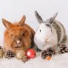 Two Rabbits With Christmas Decoration Paint By Numbers