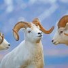 White Wild Bighorn Sheep Paint By Numbers