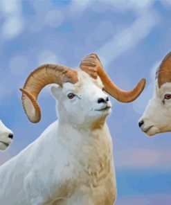 White Wild Bighorn Sheep Paint By Numbers