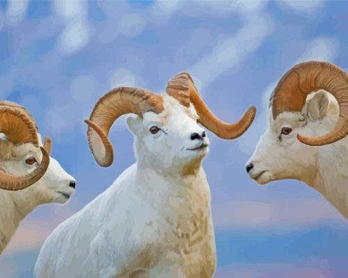 White Wild Bighorn Sheep Paint By Numbers