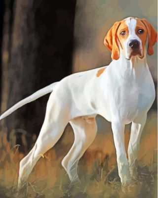 White Pointing Dog Paint By Numbers