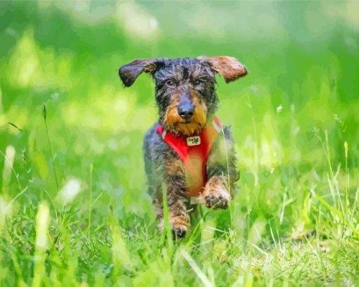 Wire Haired Dachshund Running Paint By Numbers