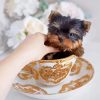 Yorkie Teacup Dog Paint By Numbers