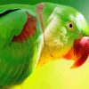 Alexandrine Parakeet Bird Paint By Numbers