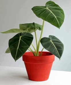 Alocasia Plant Pot Paint By Numbers