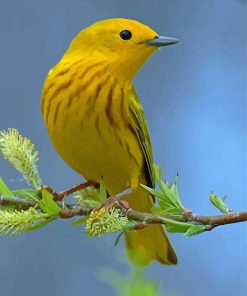 American Yellow Warbler Paint By Numbers