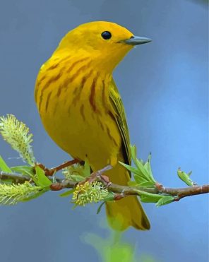 American Yellow Warbler Paint By Numbers