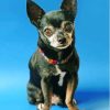 Black Chihuahua Dog Paint By Numbers
