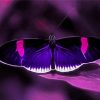Black And Purple Butterfly Paint By Numbers