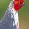 Blood Pheasant Head Paint By Numbers