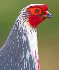 Blood Pheasant Head Paint By Numbers