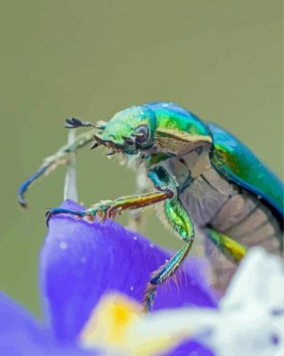 Christmas Beetle On Purple Flower Paint By Numbers