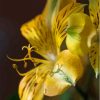 Close Up Of Yellow Alstroemeria Paint By Numbers