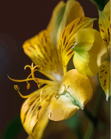 Close Up Of Yellow Alstroemeria Paint By Numbers