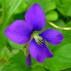 Common Blue Violet Flower Paint By Numbers
