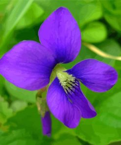 Common Blue Violet Flower Paint By Numbers