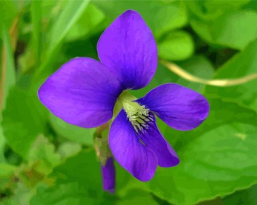 Common Blue Violet Flower Paint By Numbers