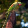 Cute Alexandrine Parakeet Paint By Numbers