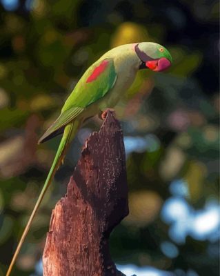 Cute Alexandrine Parakeet Paint By Numbers