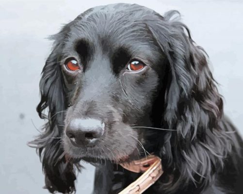 Cute Flat Coated Retriever Head Paint By Numbers