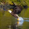 Eagle Hunting In The River Paint By Numbers